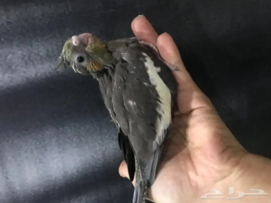 فرخ كروان غر (image 1)