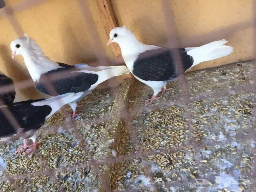 حمام توب التوب