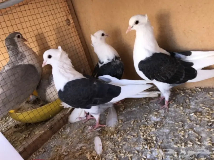 حمام توب التوب (image 1)