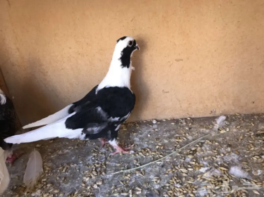 حمام توب التوب (image 3)