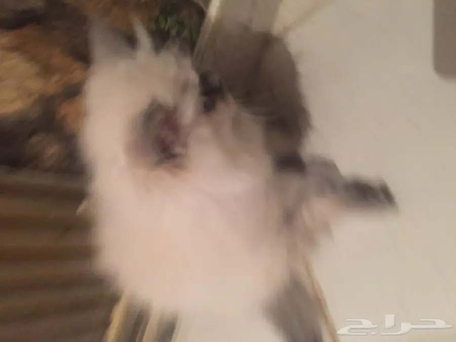 قطط شيرازي أمريكية صغار للبيع! (image 1)