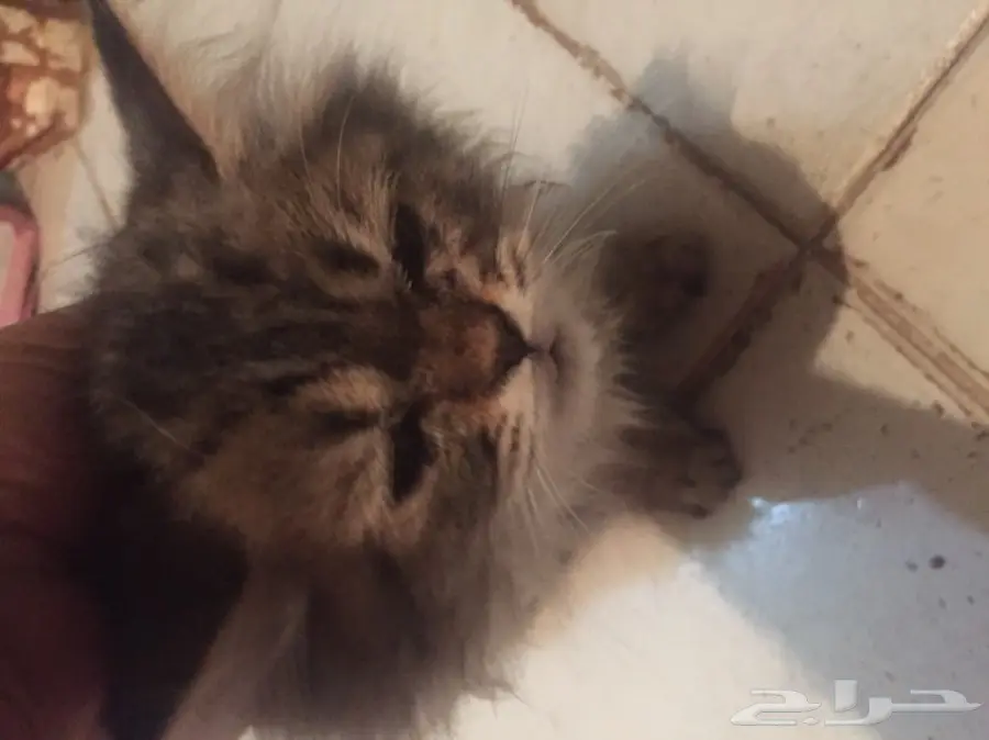 قطط شيرازي أمريكية صغار للبيع! (image 2)