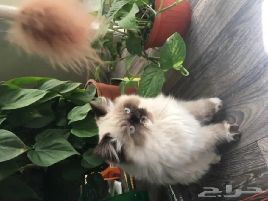 ذكر همالايا بيور 4شهور ب500 ريال