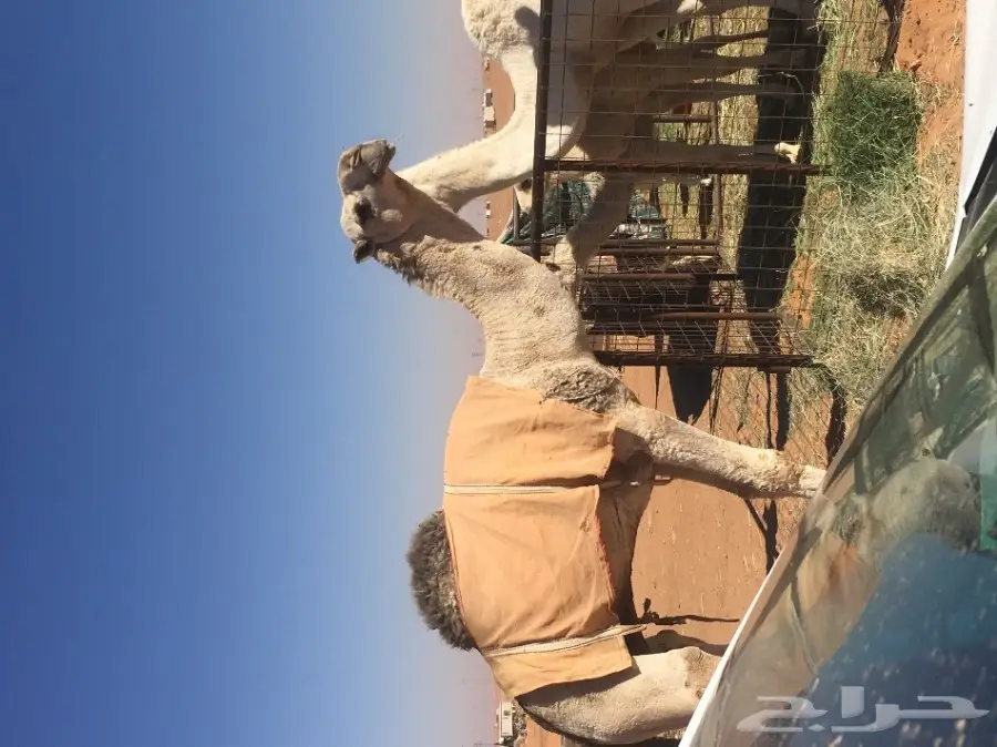 قعود يضرب السنه هذي طيب وخيار