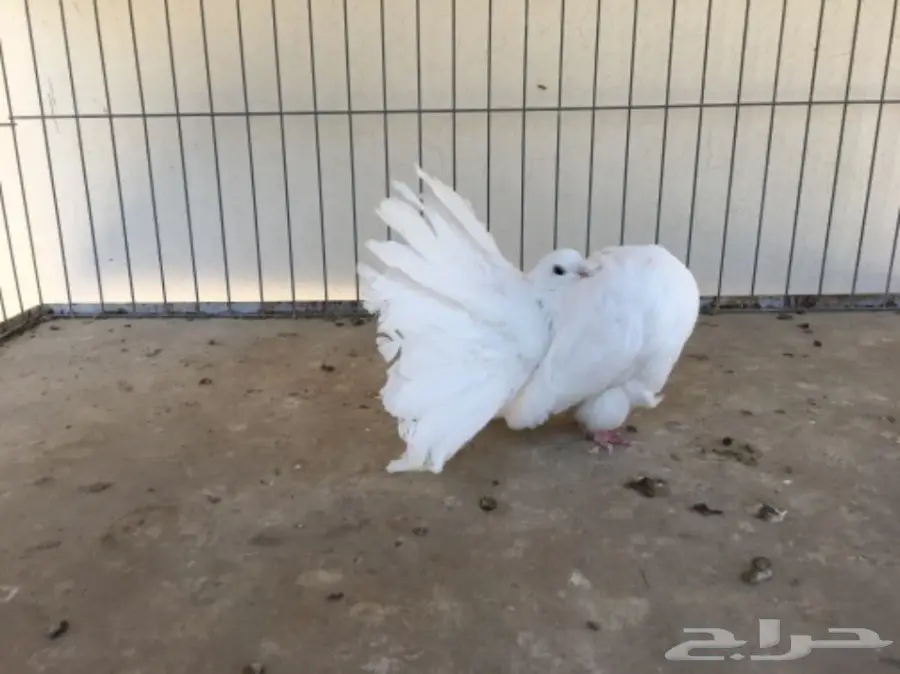 قطة هولندية أنثى - شمسي