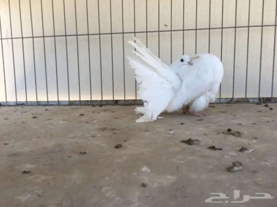 قطة هولندية أنثى - شمسي (image 1)