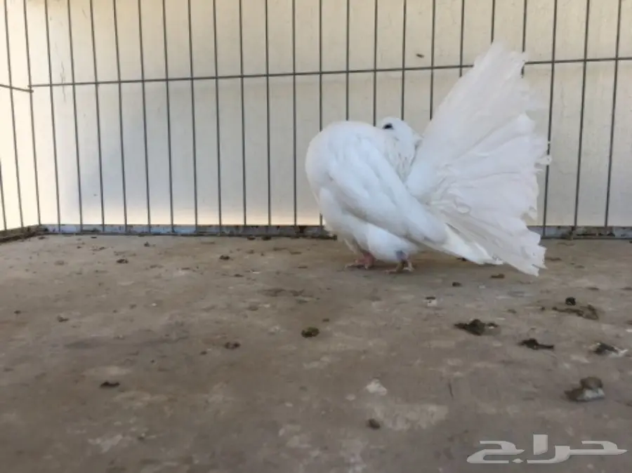 قطة هولندية أنثى - شمسي (image 2)