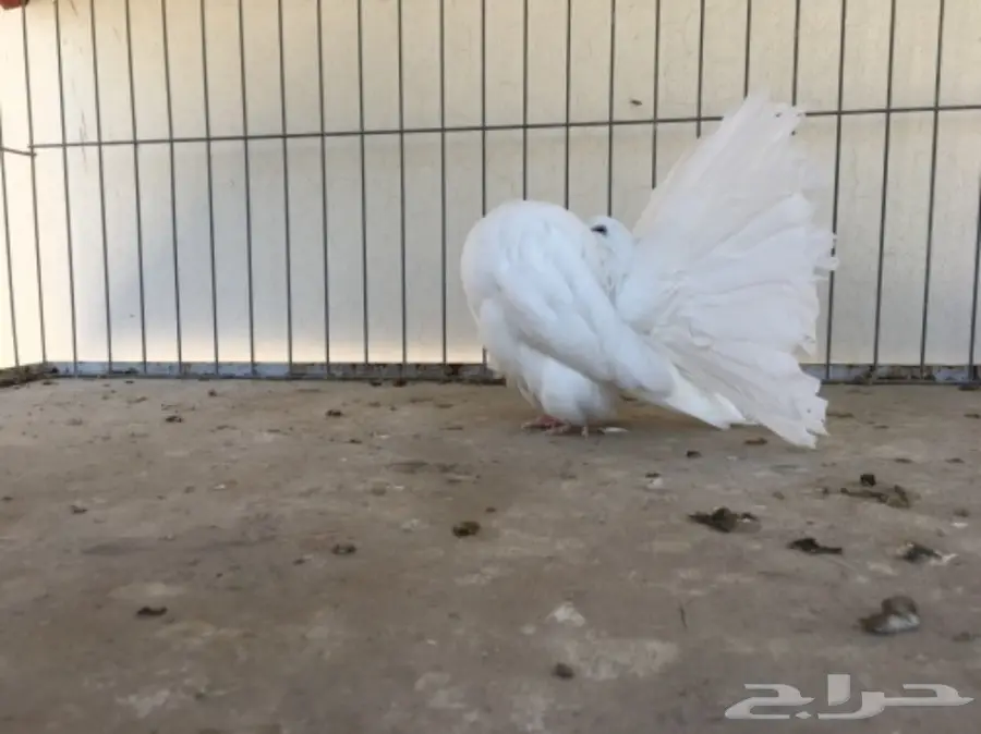 قطة هولندية أنثى - شمسي (image 4)