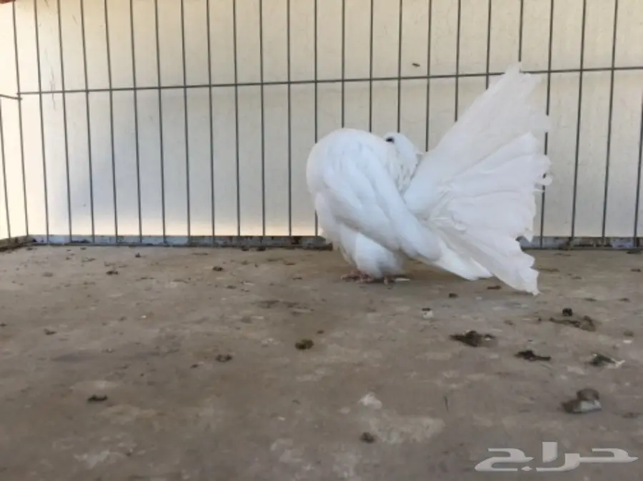 قطة هولندية أنثى - شمسي (image 5)