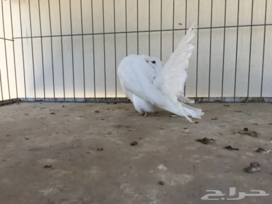 قطة هولندية أنثى - شمسي (image 7)