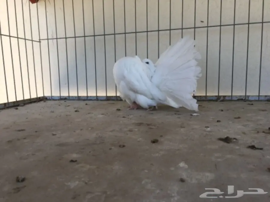 قطة هولندية أنثى - شمسي (image 8)