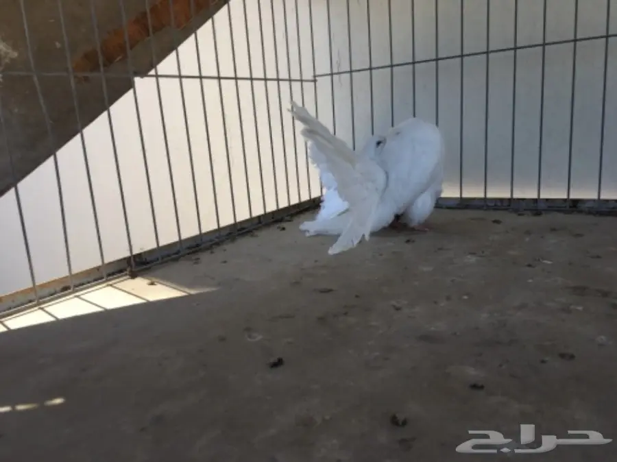 قطة هولندية أنثى - شمسي (image 9)