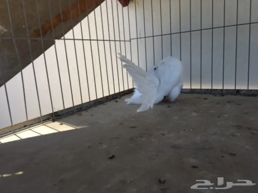 قطة هولندية أنثى - شمسي (image 10)