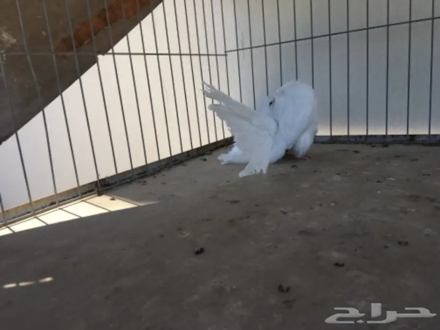 قطة هولندية أنثى - شمسي (image 11)