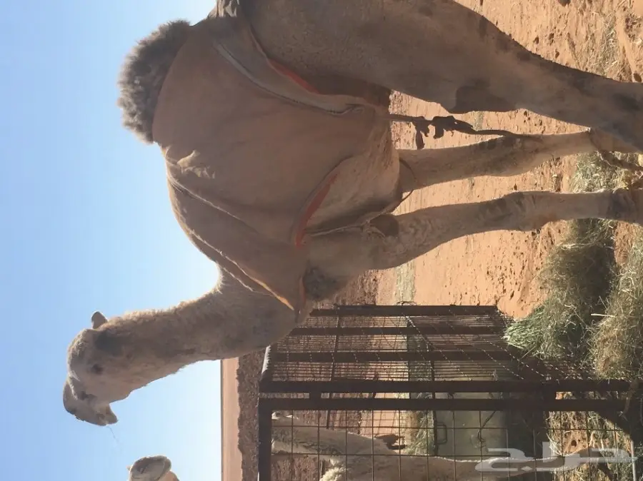 قعود يضرب السنه هذي طيب وخيار (image 3)