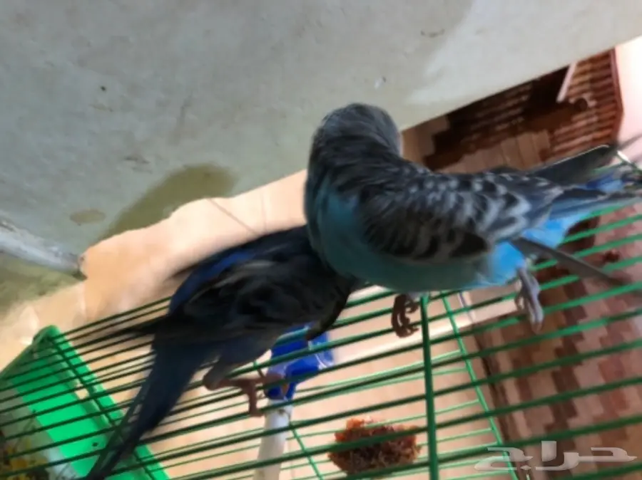 طيور حب ازواج للبيع