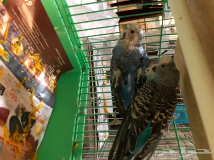 طيور حب ازواج للبيع (image 2)