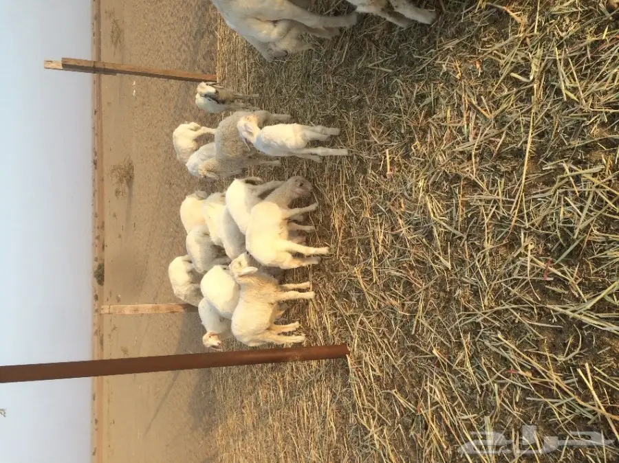 رخال لبنية عالية الجودة للبيع (image 1)