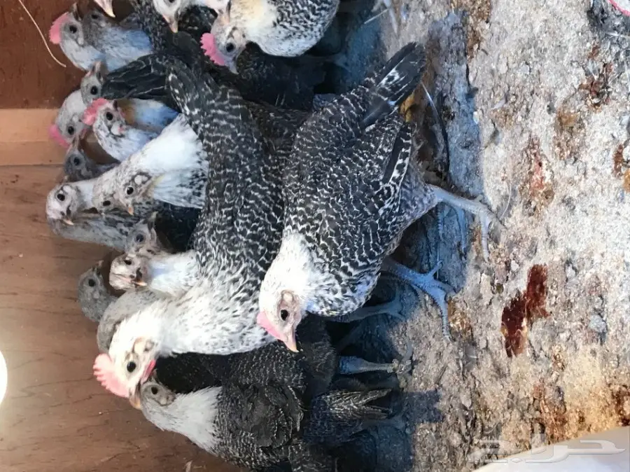 صوص فيومي اصل  (image 2)