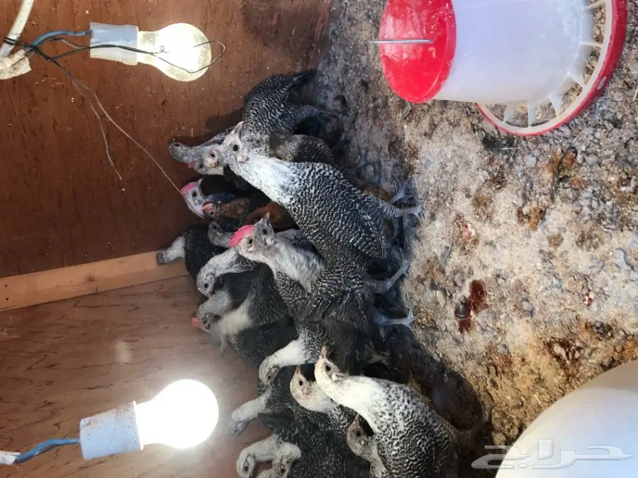 صوص فيومي اصل  (image 3)