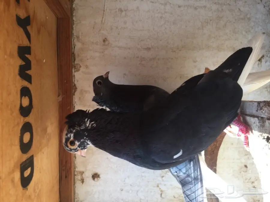 قطيفي منتج جوز واحد (image 1)