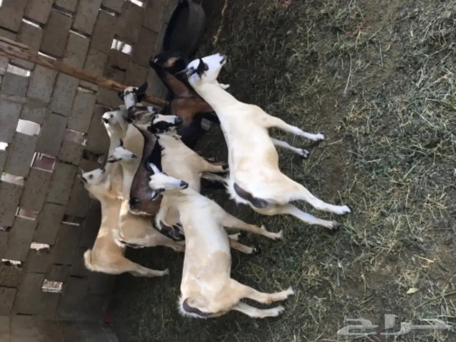 جفار للبيع (image 1)