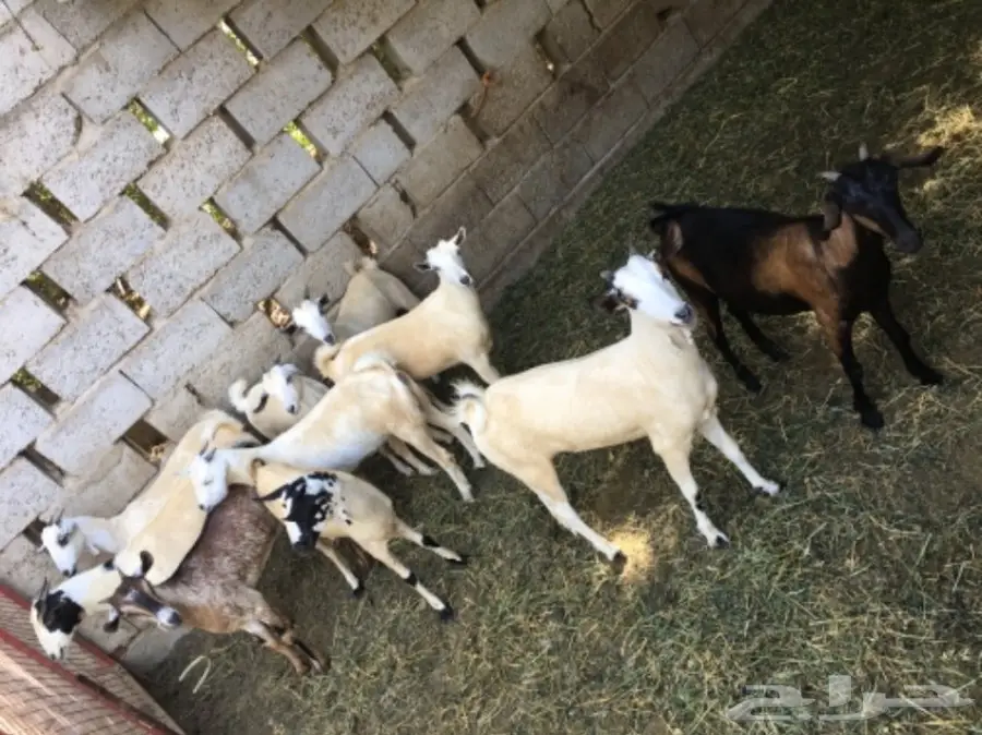 جفار للبيع (image 2)