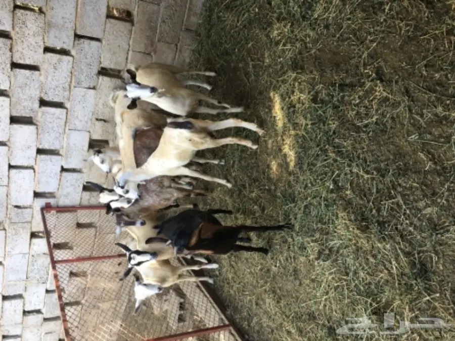 جفار للبيع (image 3)