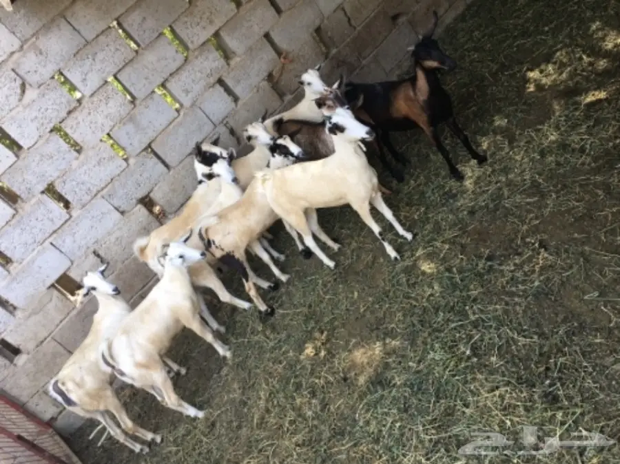 جفار للبيع (image 4)