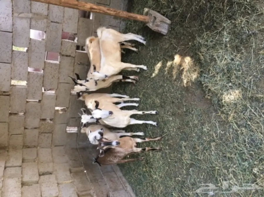 جفار للبيع (image 5)