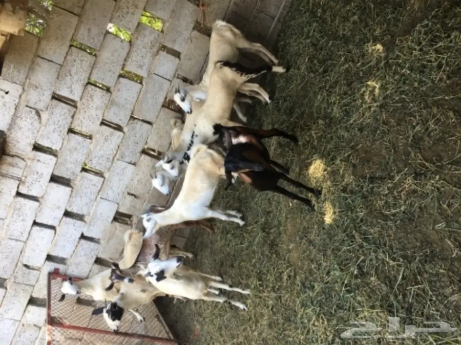 جفار للبيع (image 6)