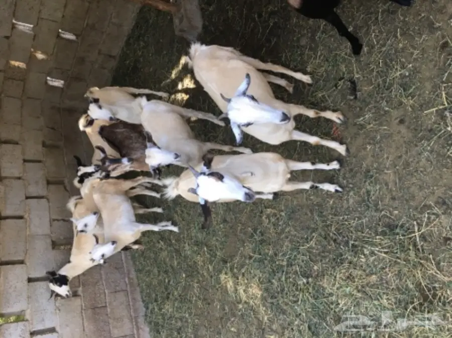 جفار للبيع (image 7)