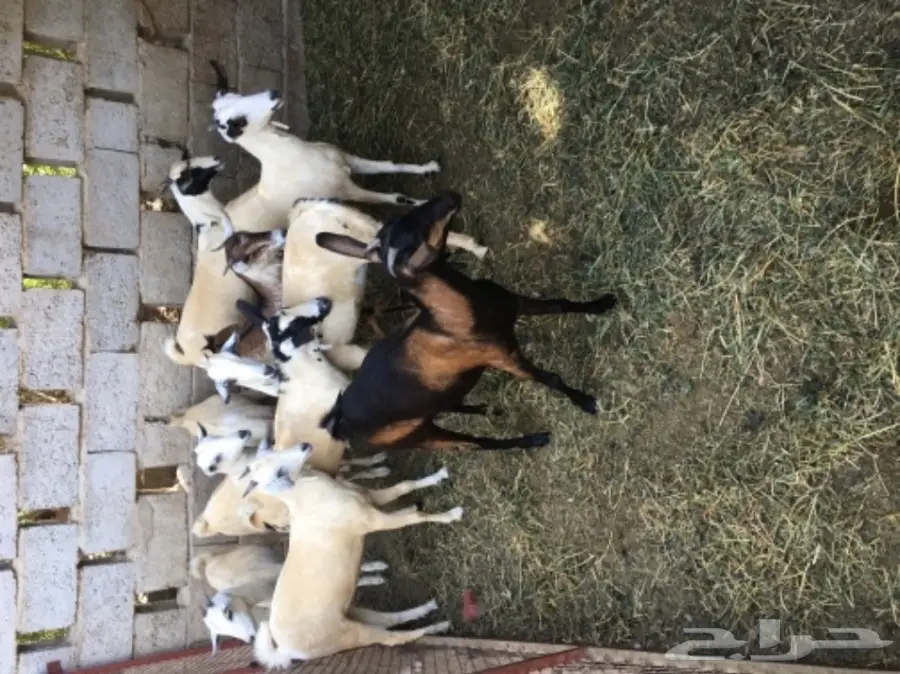 جفار للبيع (image 8)