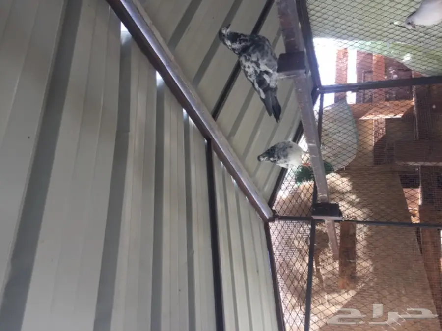 للبيع: حديد مستعمل - فرصة ذهبية! (image 1)