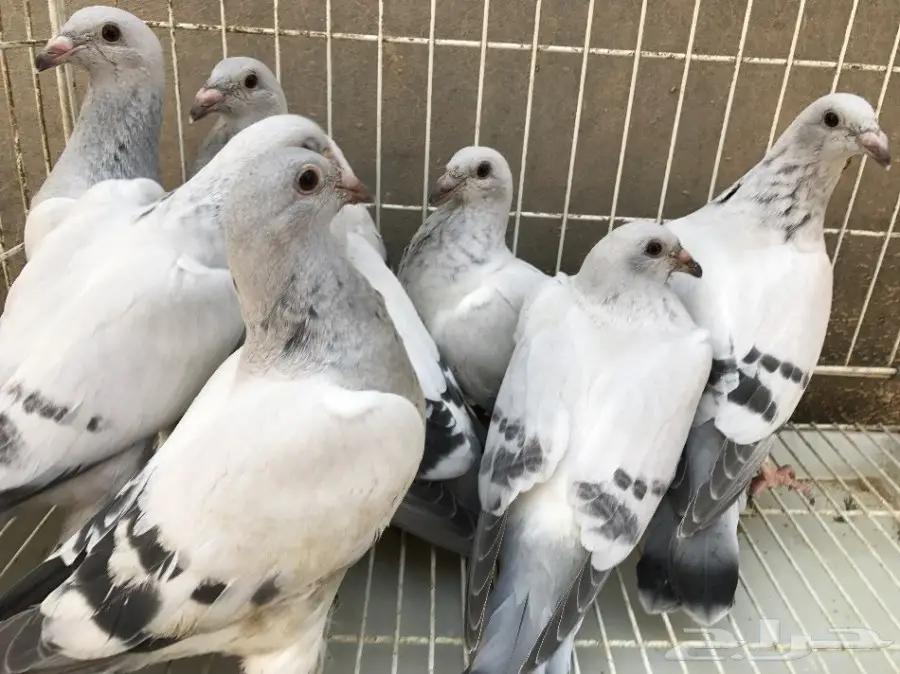 حمام للبيع (image 1)