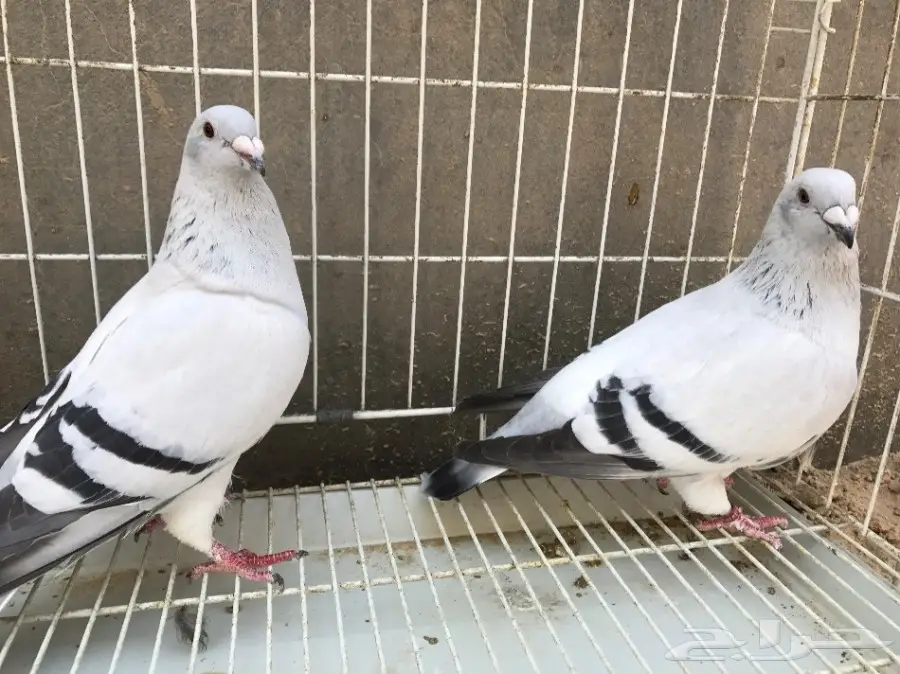 حمام للبيع (image 7)