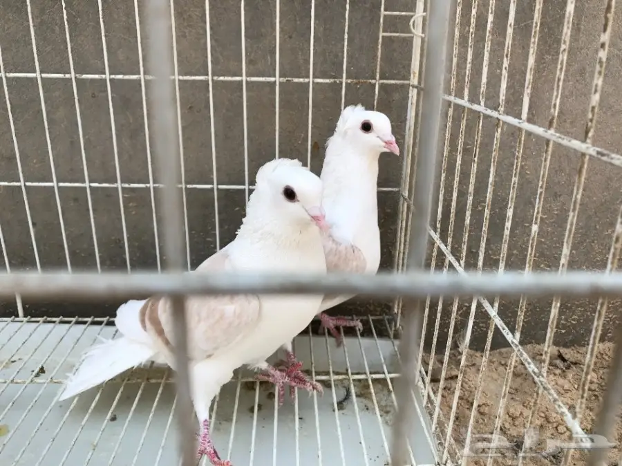 حمام للبيع (image 8)