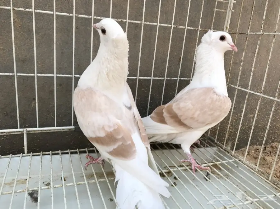 حمام للبيع (image 10)