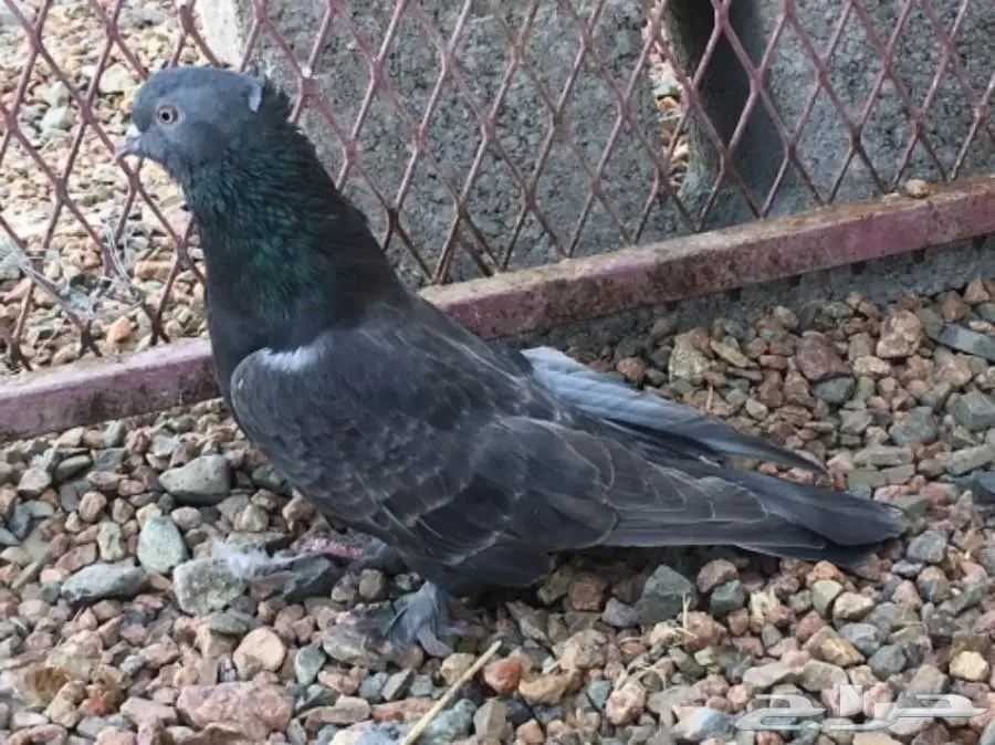 ثلاث فردات من 50 ريال