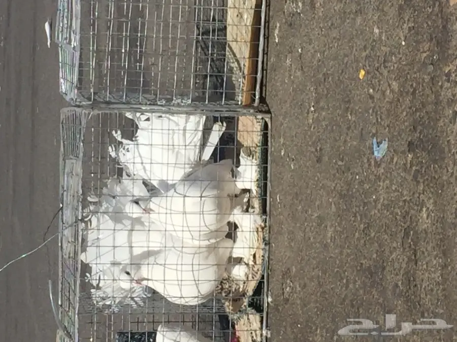 حمام رقاصي فريد من نوعه - فرصة لا تُفوّت! (image 1)