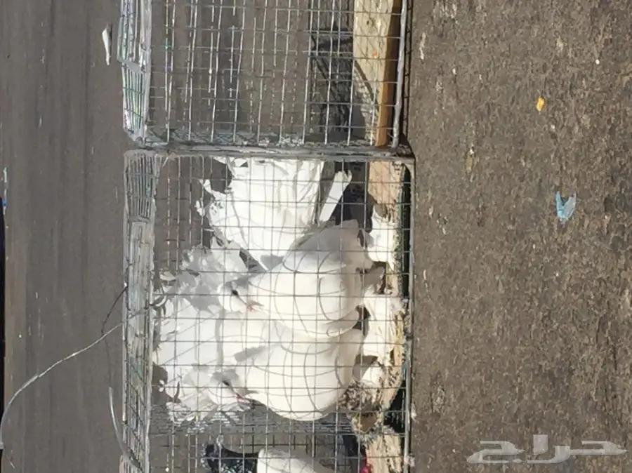 حمام رقاصي فريد من نوعه - فرصة لا تُفوّت! (image 2)