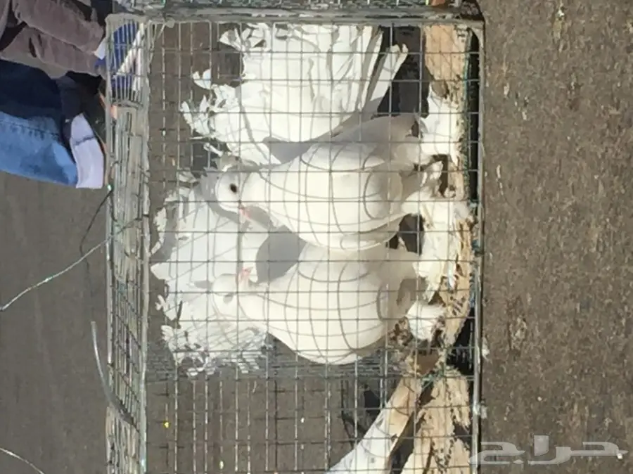 حمام رقاصي فريد من نوعه - فرصة لا تُفوّت! (image 3)