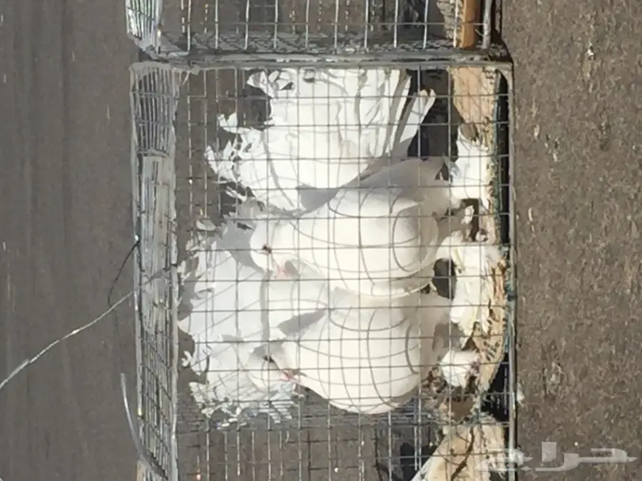 حمام رقاصي فريد من نوعه - فرصة لا تُفوّت! (image 4)