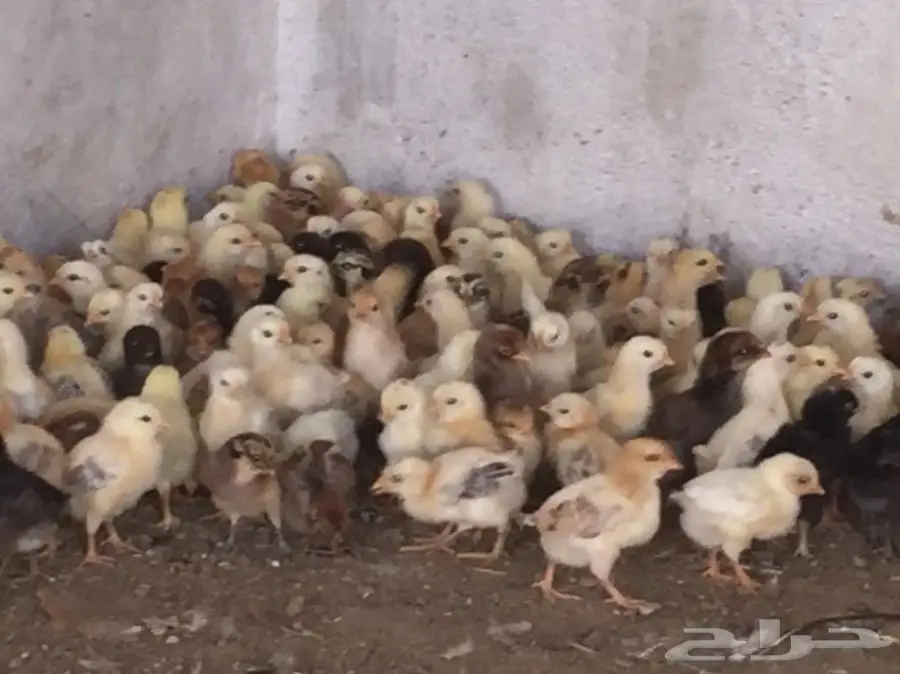 صوص بلدي وفيومي (image 1)