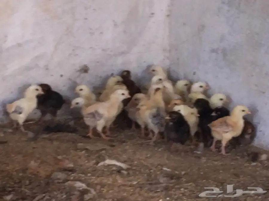 صوص بلدي وفيومي (image 2)