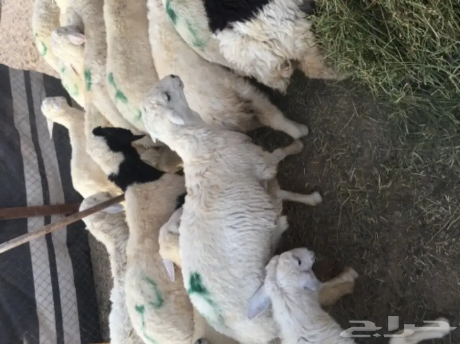 طليان حريه مع الذبح والتوصيل (image 4)