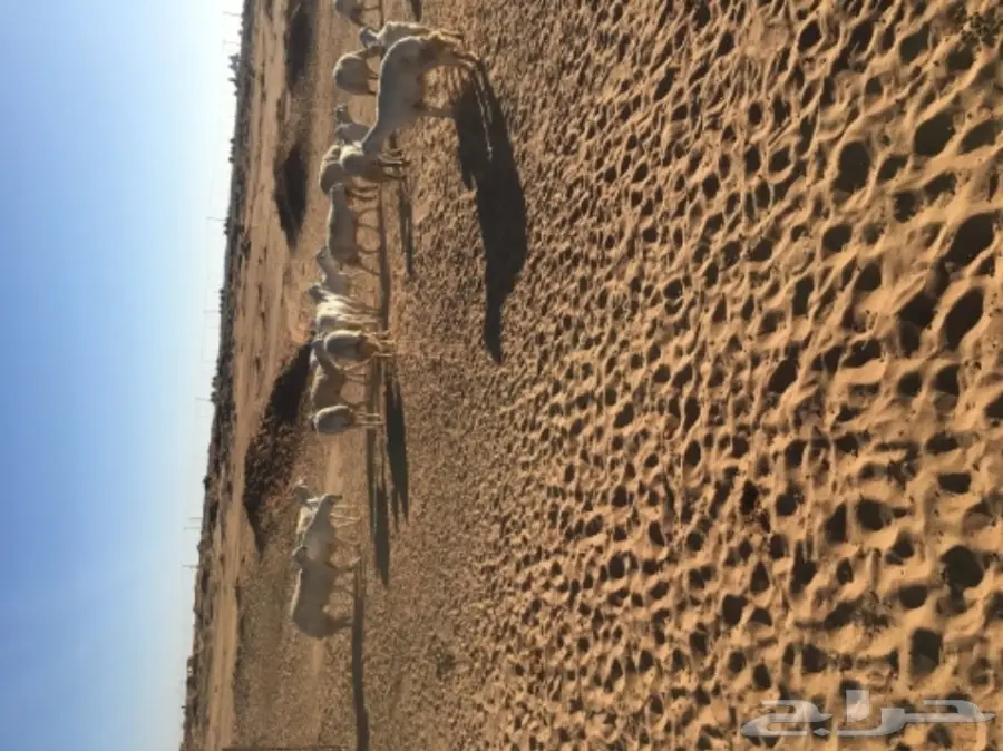 غنم حريات للبيع