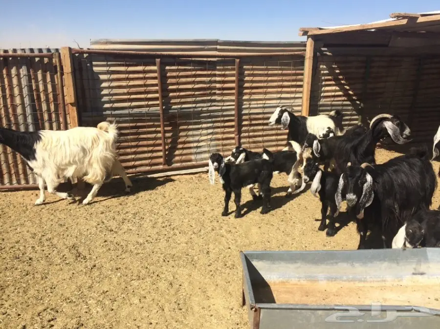 ماعز متاوم عدد 5