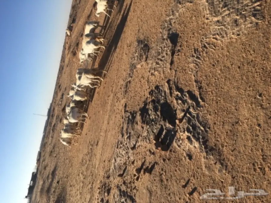 غنم حريات للبيع (image 1)