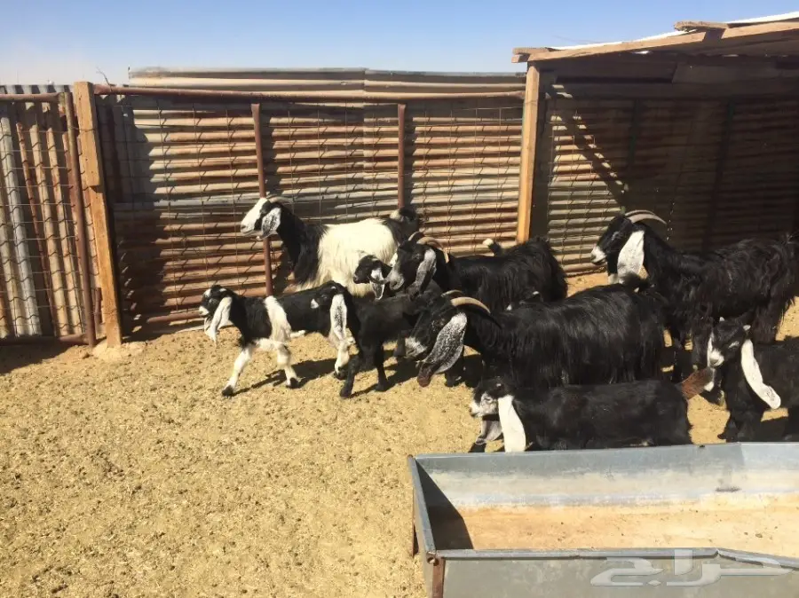 ماعز متاوم عدد 5 (image 1)